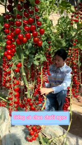 Hạt giống cà chua cherry đỏ cà chua bi cà chua chuỗi ngọc - Hạt giống F1siêu trái kháng sâu bệnh
