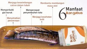 All Produk cv Al Afiat Sehat Alami