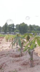 โปรลดลอง 1 ขวด Dose โดสเอ็กซ์ตร้านาโน เพิ่มผลผลิตข้าว ข้าวโพด มัน อ้อย ผลไม้