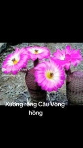 Xương Rồng Cầu Vông Hồng. Có tặng kèm chậu nhựa nhỏ