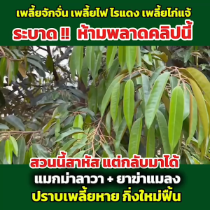 แมกม่า คือ สารเพิ่มประสิทธิภาพของยาฆ่าแมลง ยาเพลี้ย ซึมผ่านตัวแมลง ทำให้แมลงคายคาใบ และเคลือบใบพืช ลดการสูญเสียถูกชะล้างจากฝน ลมและแดด ไม่ต้องพ่นยาบ่อย ไม่ต้องพ่นซ้ำ ปุ๋ยน้ำลาวา ช่วยบำรุงใบ กระตุ้นการแตกยอดใหม่ ส่งเสริมกานออกดอก บำรุงผล ช่วยขั้วเหนีย