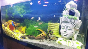 กาลักน้ำ ทำความสะอาดตู้ปลา เปลี่ยนน้ำตู้ปลา รุ่นใหม่ ตู้ปลาขนาดเล็กถึงขนาดใหญ่ รักษาน้ำสะอาด สุขภาพปลาดี