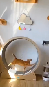 F&G Pet Tread Jalan runway kucing Pet sports treadmil Cat Treadmill Running Wheel fitness silent roller stable cat toy