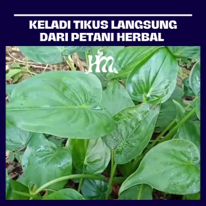 HERBAL MURNI - KAPSUL KELADI TIKUS ORIGINAL