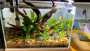 รากไม้ ของแต่งตู้ปลา ตอไม้ ขอนไม้ รากไม้ตกแต่งบ่อปลา ไม้เป็นธรรมชาติ 10-15cm 15-20cm 20-25cm 25-30cm