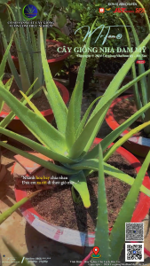 [SIZE >15CM SHIP CẢ CHẬU_BẦU] 01 Cây nha đam giống Thái_Mr.Tấn cây cao từ 15-25cm chuẩn giống F1 GIỐNG BẸ TO cho năng suất cao.