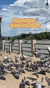 ก้อนไฟป่าไล่นกพิราบ โปรโมชั่นคุ้ม ชุด 10 ซอง 20ก้อน ไล่นกทั่วไป ไล่ค้างคาว ออแกนิกปลอดภัย ไม่ติดไฟ