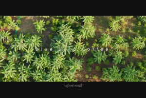 เมล็ดกาแฟขี้ชะมดแท้พรีเมียม 100% Civet Premium Coffee 100% จากไร่กาแฟขี้ชะมด Bluegold กาแฟขี้ช้าง กาแฟขี้ช้าง ราคา กาแฟขี้ช้าง คือ - Lazada