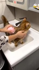 Berus mandi hewan silikon menyediakan sponge/silikon kamar mandi untuk anjing bak mandi dan kucing