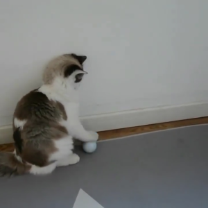 Mainan Bola Kucing Interaktif: Hiburan & Aktivitas Menyenangkan