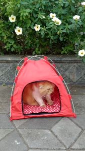 Tenda Rumah Kucing Anjing Lucu Bisa Dilipat Gratis Bantal Empuk