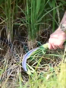 กรุงเทพและปริมณฑล เคียวเหล็กแมงกานีส อเนกประสงค์ เคียวเหล็กแมงกานีส 100% เคียวด้ามยาว ทำมาจากเหล็กแมงกานีส 100%