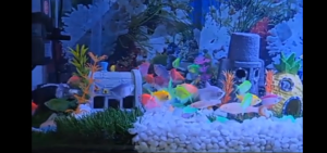 Batu putih salju 1 kg batu itali dekorasi aquarium dan aquascape