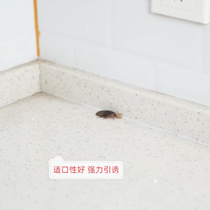 Yard Sale - Pest Control Insecticide Bait Cockroach Killer Non-toxic Safe Bait Gel 蟑螂药蟑螂屋灭蟑螂灭蟑捕捉清杀蟑螂克星全窝端 Racun Lipas