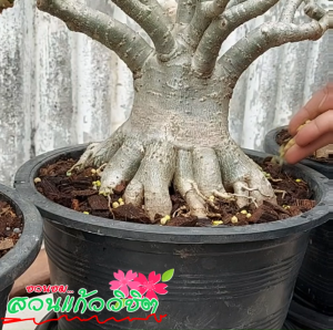 ชุดปุ๋ยช่วยกระตุ้นการออกดอก สูตร 8-24-24 ขนาด 1 กิโลกรัม - ปุ๋ยใส่ชวนชม ปุ๋ยเร่งดอก