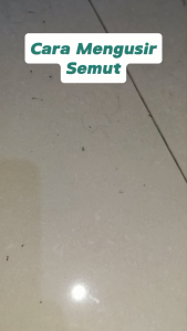 Miss Clean Spray Pembasmi Penghusir Anti Semut di Rumah