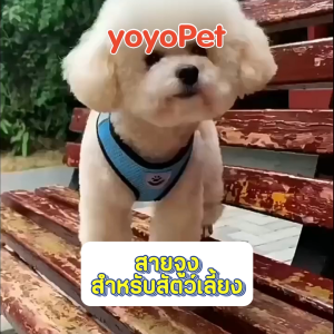 yoyopet : สายจูงสัตว์เลี้ยง หมา แมว สุนัข เชือกรัดสัตว์เลี้ยง ชุดสัตว์เลี้ยง เสื้อตาข่าย สายจูง มีหลายขนาดให้เลือก
