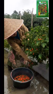 BENIH CABE RAWIT HIJAU TAHAN VIRUS ORION HIJAU F1 10g YOU SEED