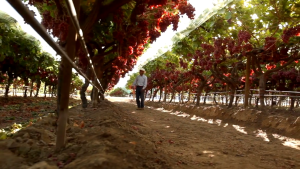 Sunview Raisin (Black Seedless Raisin / Red Raisin / Green Raisin) and Products