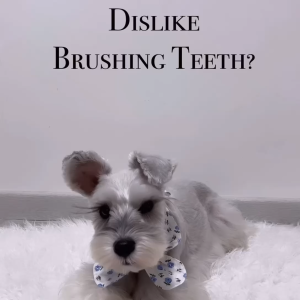 Happi Doggy Zest Regular 4-Inch Dental Chew (25g x 50) | Dog Treats Carton Deal Strawberry Mint Apple Milk Orange Avocado | Now Happi Skippi