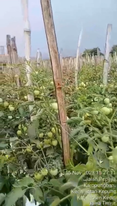 Benih Bibit Tomat Besar Tahan Virus JALU F1 5g You Seed Tahan Virus