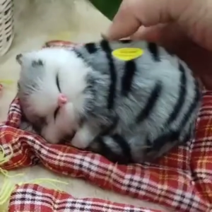 Arang Bambu Mobil Aksesoris Mobil Boneka Simulasi Kucing Bersuara Pengharum Mobil Hiasan Dashboard Mobil