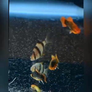 Aquamaster BBS Eggs (Bohai) Baby Brine Shrimp Eggs ( Hatchable )