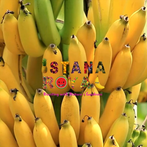 RIPE CAVENDISH BANANAS IMPORTED FROM PHILIPPINES - PACK OF 6 - ISTANA ROYAL FRUITS