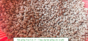 500gram hạt giống cà phê xanh lùn