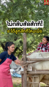 ปรับสมดุลฮอร์โมน เร่งการสืบพันธุ์ ฟาสท์ริช168 ฟาสท์พลัสไคโตซาน บรรจุขวดละ 1 ลิตร วัวท้อง วัวเล็ก วัวเด็ก วัวป่วย วัวแม่ลูกอ่อนใช้ได้ เซตการันตี 100% สำหรับการปรับสมดุลฮอร์โมน