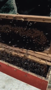 Madu Murni Multiflora 100% Garansi Uang Kembali 350g