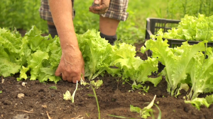 Lettuce SEEDS Fast Grower - Loose Leaf Green Oakleaf lettuce Red Abbys coral red lettuce (Approx 120 Seeds)
