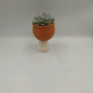 Chậu đất nung chậu sen đá - Bắp cải 86 new miệng chậu 8cm chiều cao 6cm