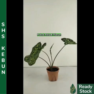 Pokok Keladi Hiasan Hidup Keladi Askar Hilo Beauty Indoor&Outdoor Plant SHS Kebun
