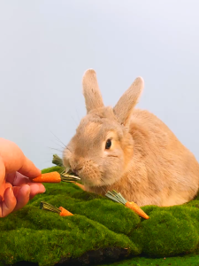 Hamster Molar Carrot Timothy Grass Rabbit Chinchilla Guinea Pig