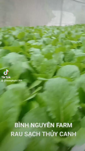 hạt giống xà lách cao sản Chánh nông 10GR