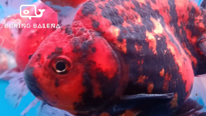 BRBN Short-Tail Oranda Goldfish / Ekor Pendek - Goldfish - Ikan Emas - Aquarium Freshwater Fish / Ikan Air Tawar