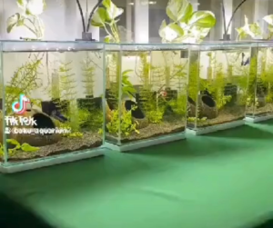 Coconut Shells Hut Shelter Fish Tank House/Shrimp House/ Cichlid Fish Breeding Pod(Unpolished) (Hole location random)