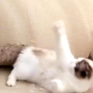 Puppy เครื่องเก็บขนสัตว์เลี้ยงชาร์จง่าย LI0247