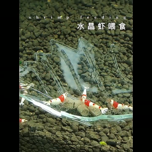 Chén Cho Tép Ăn Hình Lá Độc Đáo Đẹp Mắt Khay Mini Đựng Thức Ăn Cho Cá Cảnh Và Tép Dụng Cụ Đựng Thức Ăn Cho Tép