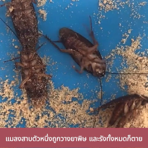 ไม่มีแมลงสาบในรอบ 50 ปี ไล่แมลงสาบ กำจัดแมลงสาบ  ผงเหยื่อฆ่า กำจัดแมลงสาบ  ไล่แมลงสาบ ตายยกรัง ยาฆ่าแมลงสาบ ไล่แมลงสาบ ผงฆ่าแมลงสาบ