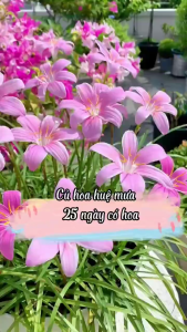 Combo 5 củ hoa huệ mưa màu trắng hồng(củ có mầm sẵnsống 100%)