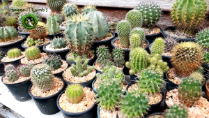 LADY FINGER CACTUS LIVE PLANT