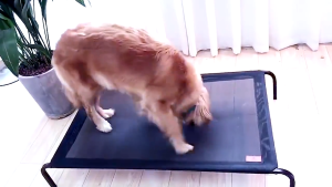 เตียงสัตว์เลี้ยง ที่นอนหมา เตียงสุนัข ผ้าตาข่าย ระบายอากาศ ป้องกันความชื้น ป้องกันการกดทับ รับน้ำหนัก 100kg