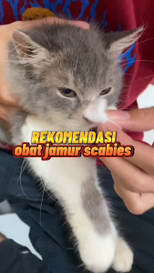 Obat Jamur Kucing CATDIX Spray: Solusi Aman & Efektif Untuk Penyakit Kulit