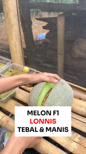 Benih Melon F1 Lonnis 6 biji Known You Seed