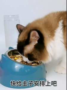 ที่ใส่อาหารแมว เครื่องให้อาหารแมวอัตโนมัติ ดื่มอัตโนมัติ ชามอาหารแมว ชามสัตว์เลี้ยง ชามกันมด ที่ให้อาหาร 2หลุม พร้อมขวดน้ำ