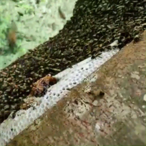 Madu Hutan Akasia Afifah 99 (250 ml) Madu Akasia - Madu Hutan Asli Murni Raw Honey
