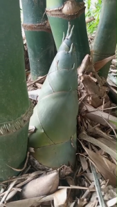 หน่อไม้อ่อน-สด ต้มสุก 1กก./แพค ต้มสดใหม่ เก็บได้ไม่เสีย จำนวนจำกัดตามวงรอบเก็บเกี่ยว