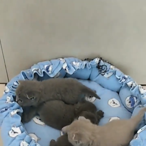 YTL ที่นอนแมว ที่นอนแมวนุ่ม เตียงแมว เบาะ ที่นอนสัตว์เลี้ยง เตียงสุนัข เบาะแมว นุ่มสบาย พื้นกันลื่นด้านล่าง ซักได้